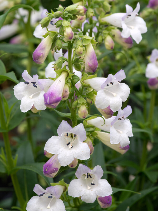 Penstemon Harlequin Lilac