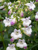 Penstemon Harlequin Lilac