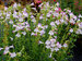 Penstemon Harlequin Lilac