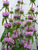 Phlomis Amazone