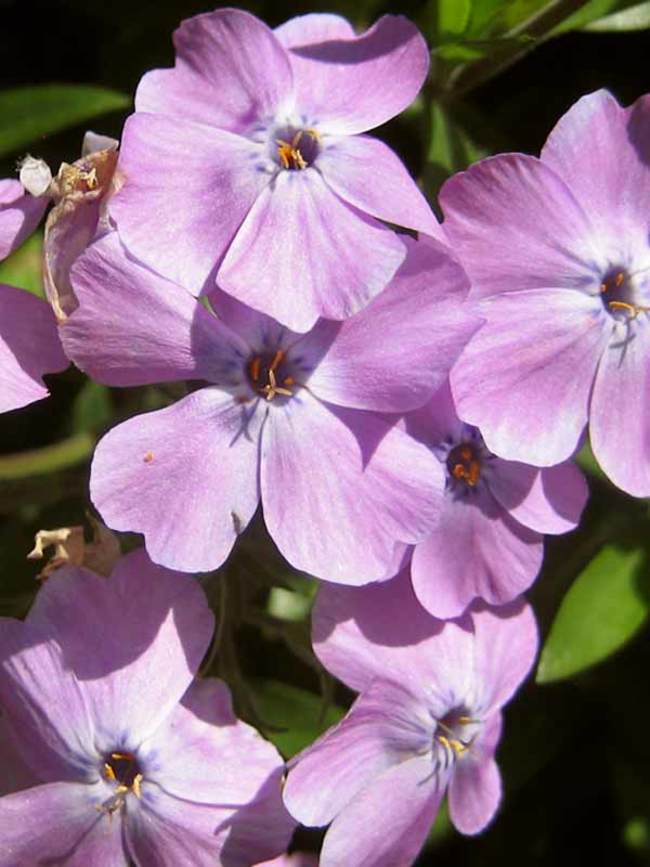 Phlox Paparazzi Angelina