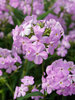 Phlox Amethyst Pearl