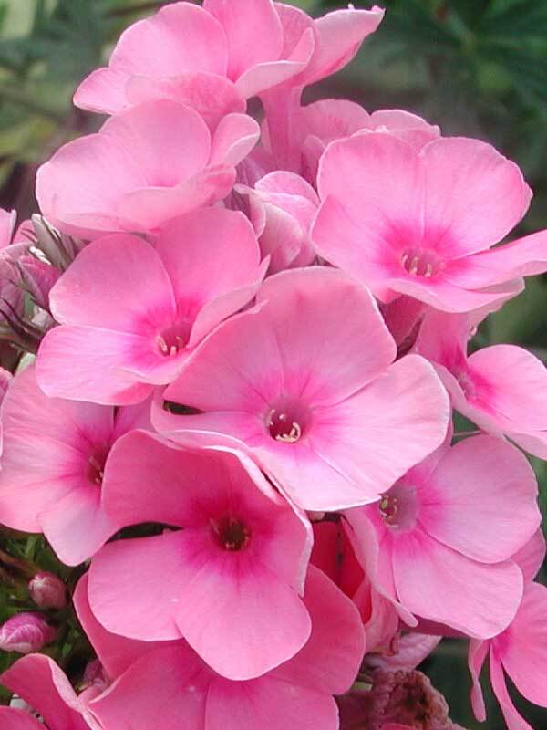 Phlox Babyface