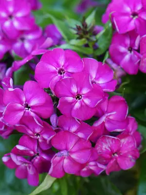 Link to Phlox Bambini Desire