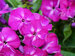 Phlox Bambini Desire