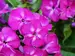 Phlox Bambini Desire