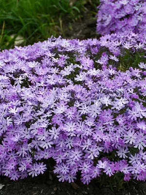 Link to Phlox Bedazzled Lavender