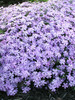 Phlox Blue