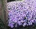 Phlox Blue