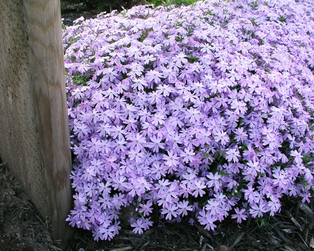 Phlox Blue | Bluestone Perennials