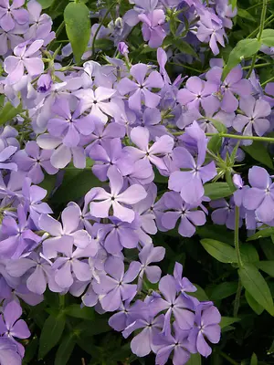 Link to Phlox Blue Moon