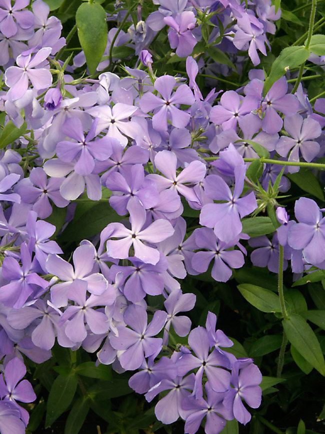 Wild Phlox Flower