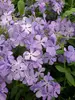 Phlox Blue-Moon