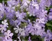 Phlox Blue-Moon