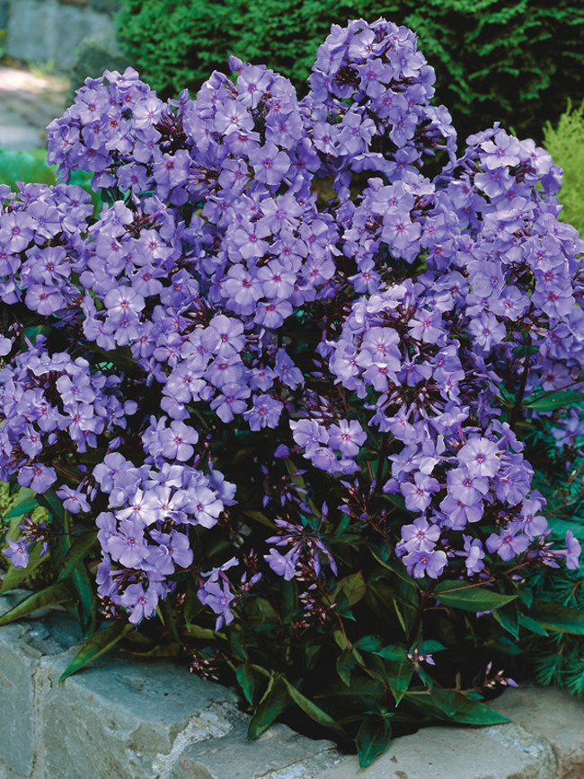 Phlox Opalescence  Bluestone Perennials