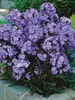 Phlox Blue-Paradise