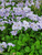 Phlox Blue-Ridge