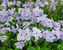 Phlox Blue-Ridge