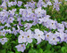 Phlox Blue-Ridge