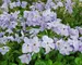 Phlox Blue-Ridge