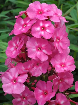 Link to Phlox Bubblegum Pink&#153;