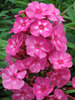 Phlox Bubblegum Pink