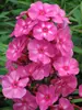 Phlox Bubblegum Pink