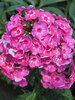 Phlox Bubblegum Pink