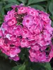 Phlox Bubblegum Pink