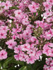 Phlox Early Pink Candy