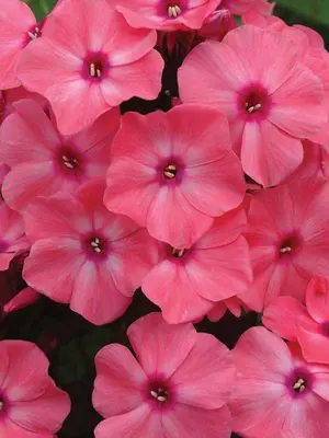 Link to Phlox Coral Creme Drop&#153;