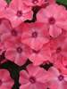 Phlox Coral Creme Drop