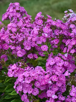 Link to Phlox Cover Girl