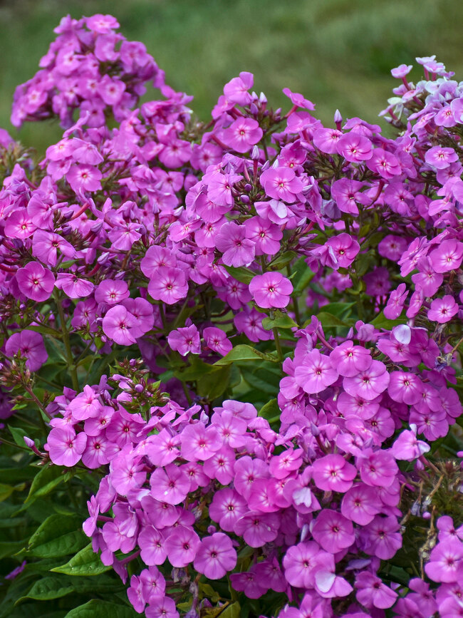 Phlox Pan. Cover Girl