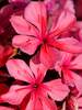 Phlox Cleopatra