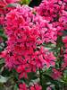 Phlox Cleopatra