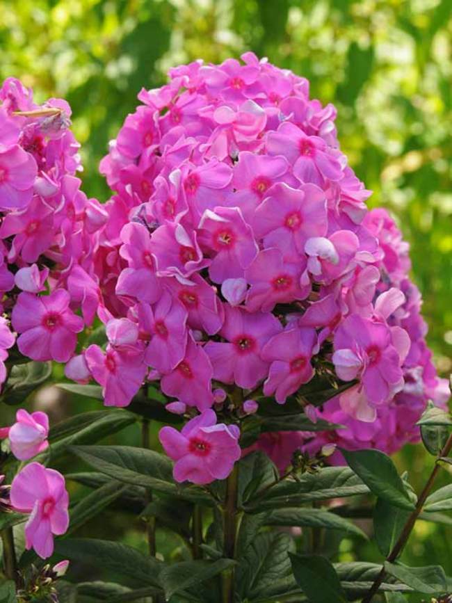 Phlox Cosmopolitan