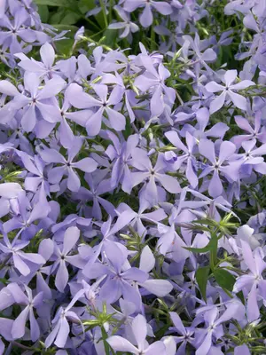 Link to Phlox Clouds of Perfume