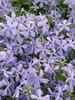 Phlox Clouds-of-Perfume