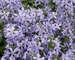 Phlox Clouds-of-Perfume