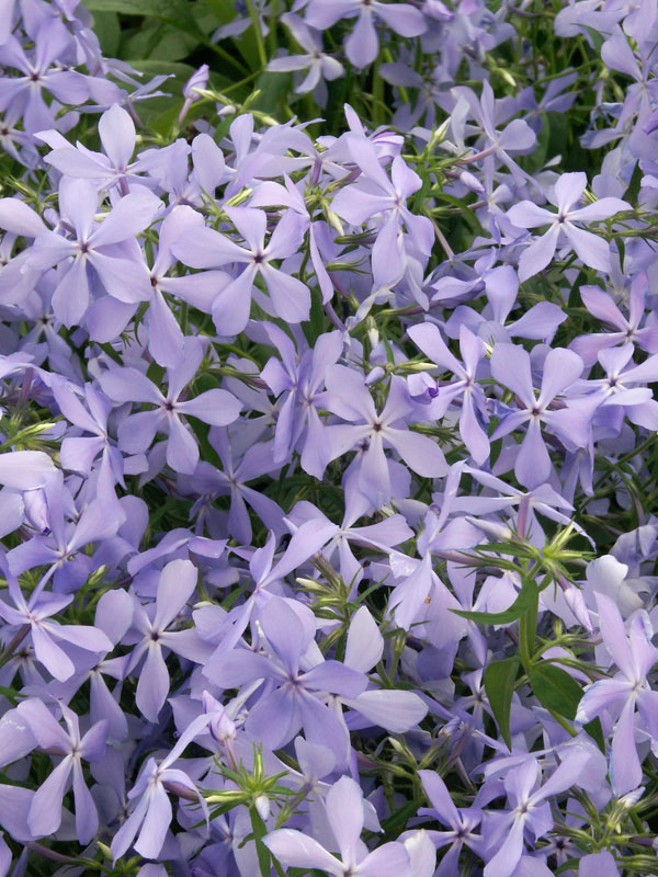 PHCP_0_Phlox_Clouds-of-Perfume.jpg