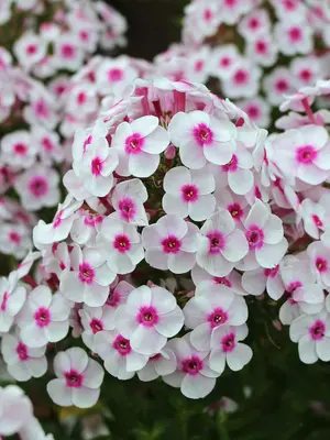 Link to Phlox Cherry Cream