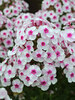 Phlox Cherry Cream