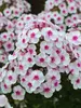 Phlox Cherry Cream