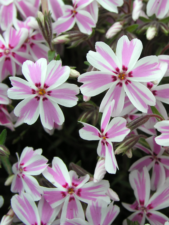 Phlox Candystripe