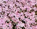 Phlox Candystripe