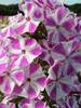 Phlox Candy Twist