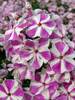 Phlox Candy Twist