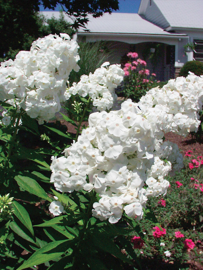 Phlox David