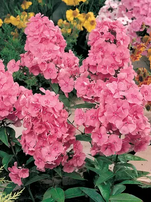 Link to Phlox Dodo Hanbury Forbes